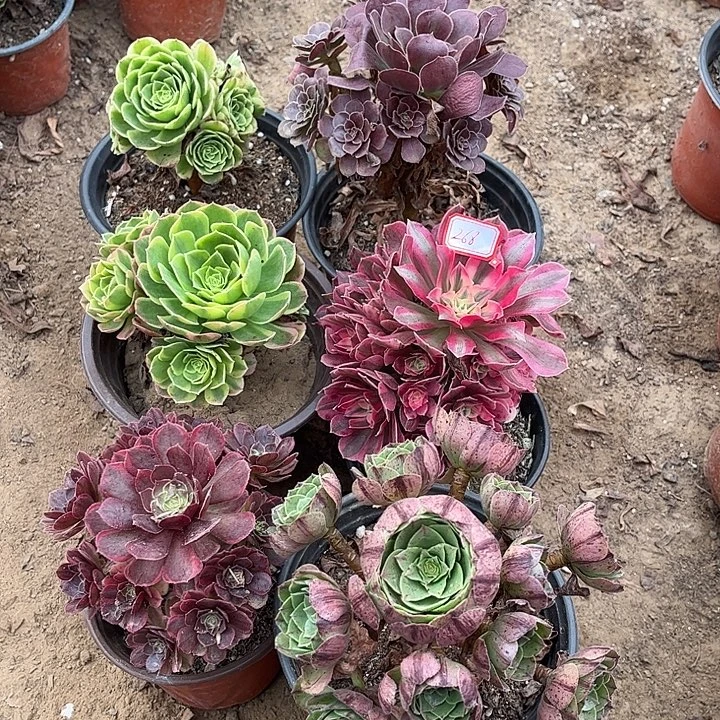 268多肉植物组合，