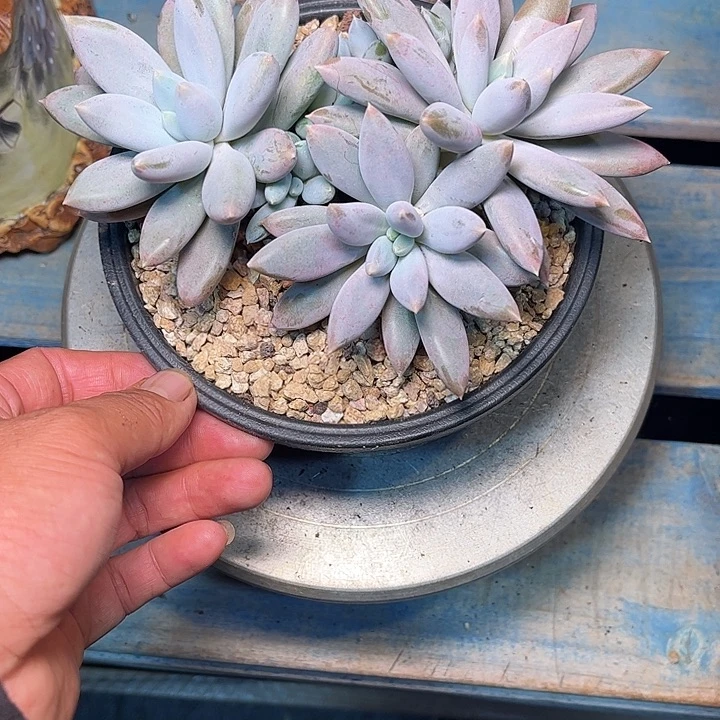 多肉植物一物一拍
