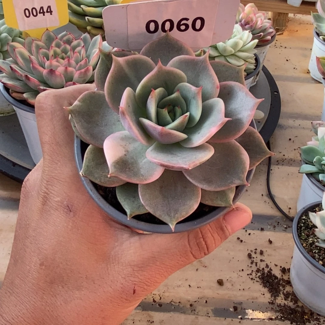 0060贝加尔湖哈哈哈哈