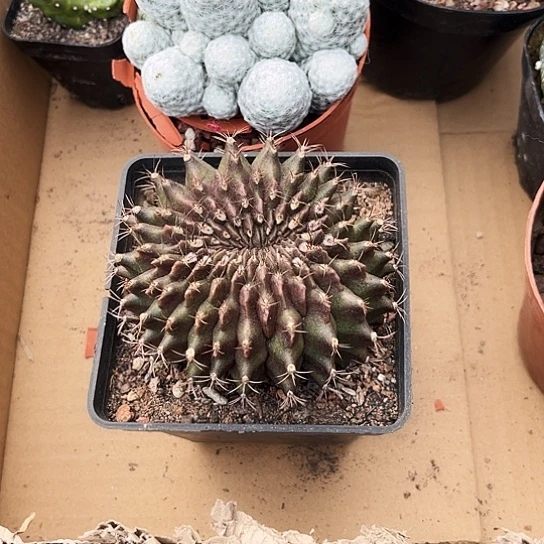 倒***数翠晃冠缀化一物一拍带花苞