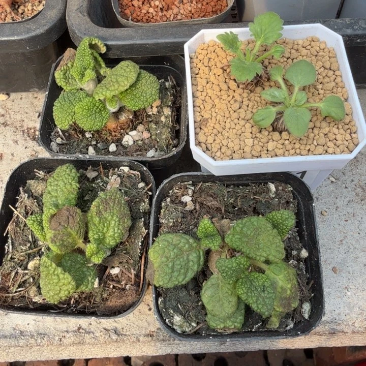 蕙**心王子+文纳森（满28包邮）