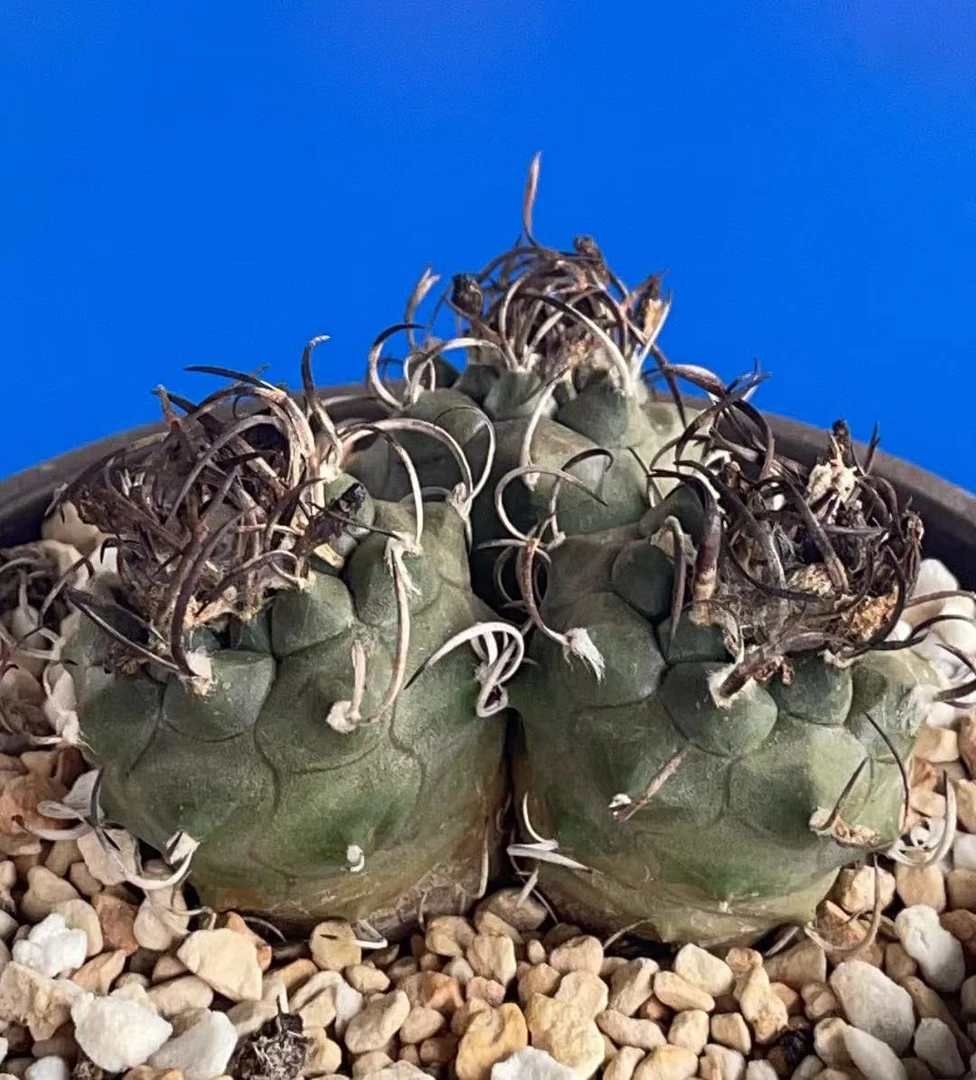绿植153号 ，5.2cm实生三头娇丽，刺座密集，控养，顶毛厚