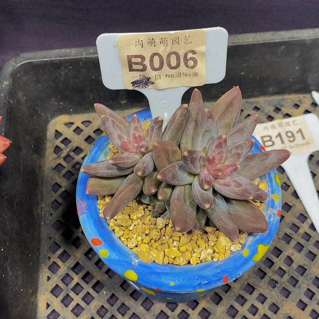 万***颜B006凤羽美人系多肉