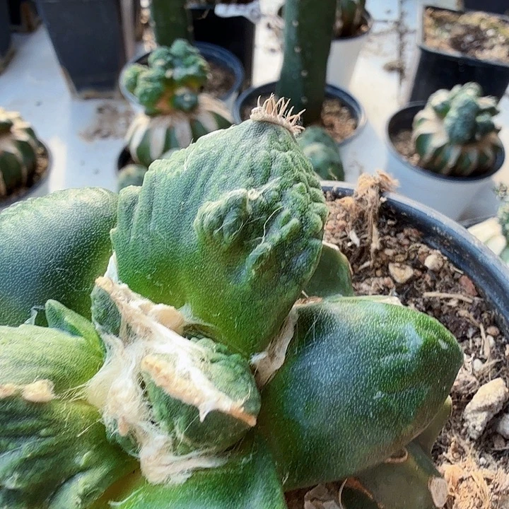 坎***白无花朵031榴尤大尤怒涛牡丹东一