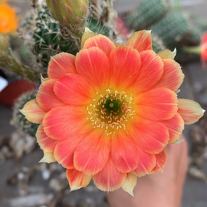 45 落地自根丽花12厘米左右 球体微瑕