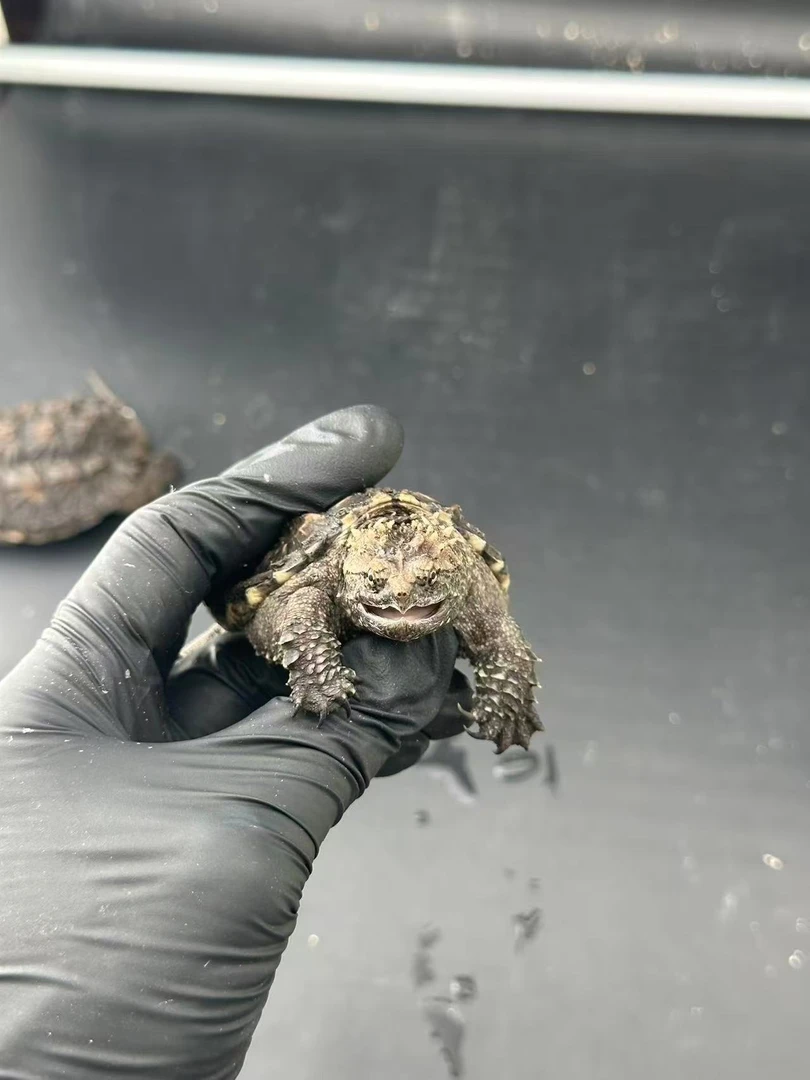 【直播精选】纯佛鳄龟大头宽嘴爆刺蛤蟆脸野配野佛州拟鳄人工高品质