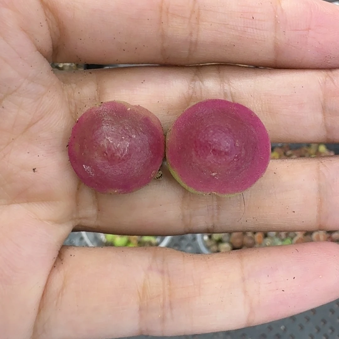 3806 生石花和肉锥