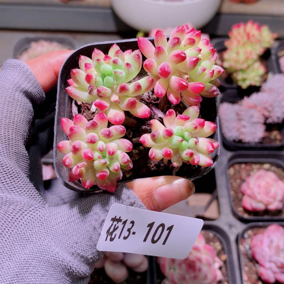 【闪购商品】花13-101烟花