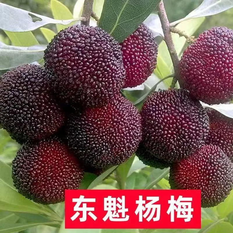 东魁杨梅树树苗梅苗特大南方北方种植地栽当年结果杨梅苗当年结果