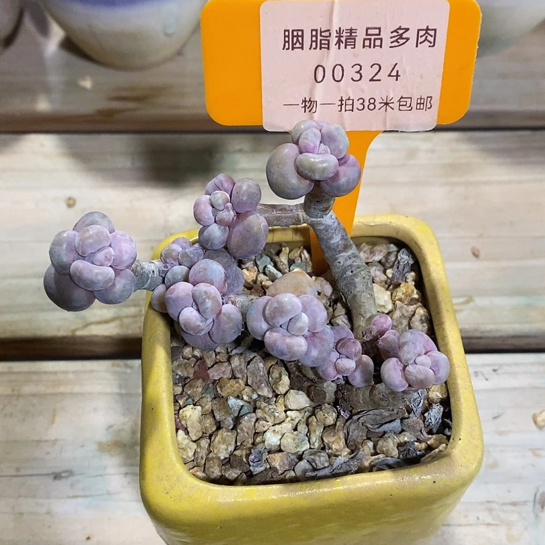 00324？牛啊璐璐咯哦组