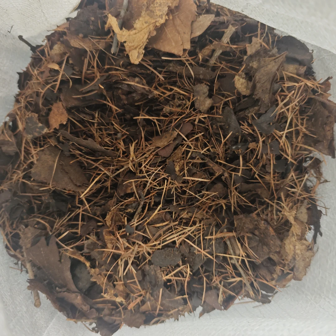 长白山腐叶土加松针，花土链接，一物一拍