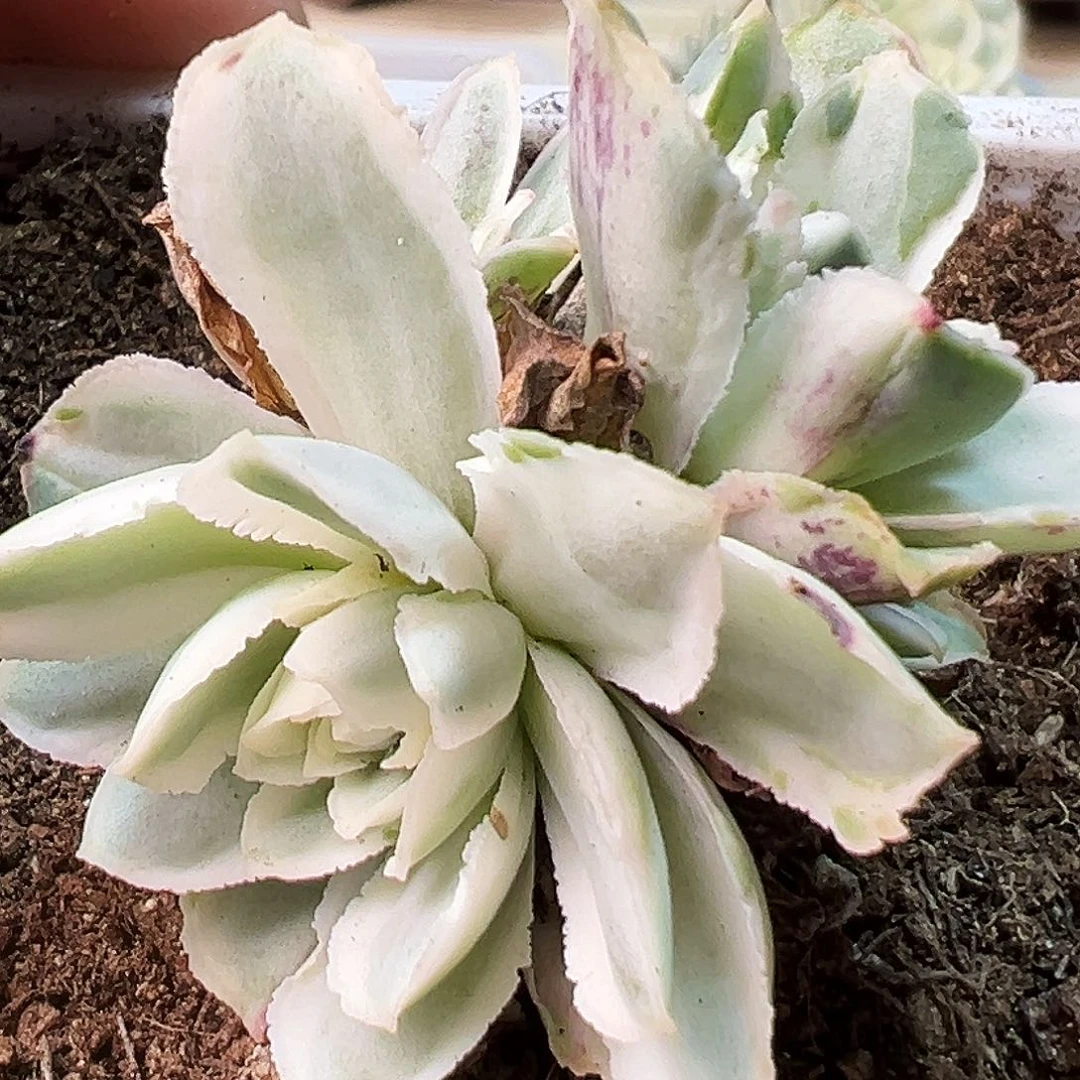 山地玫瑰锦秋夕945号