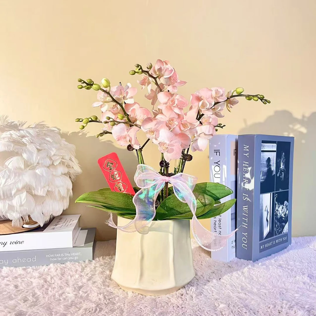 花掌柜 艾莎  蝴蝶兰 特殊工艺  年宵花  植物上色蝴蝶兰真花