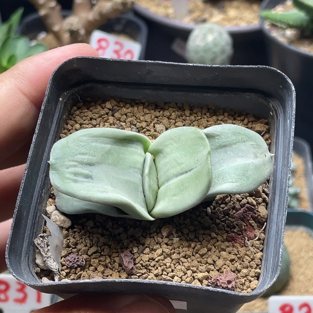 实生青皮军配卧牛 植物