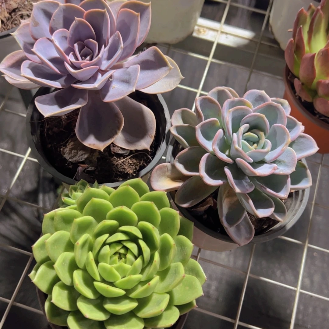 紫珍珠，美尻，绿水鬼大单头各一