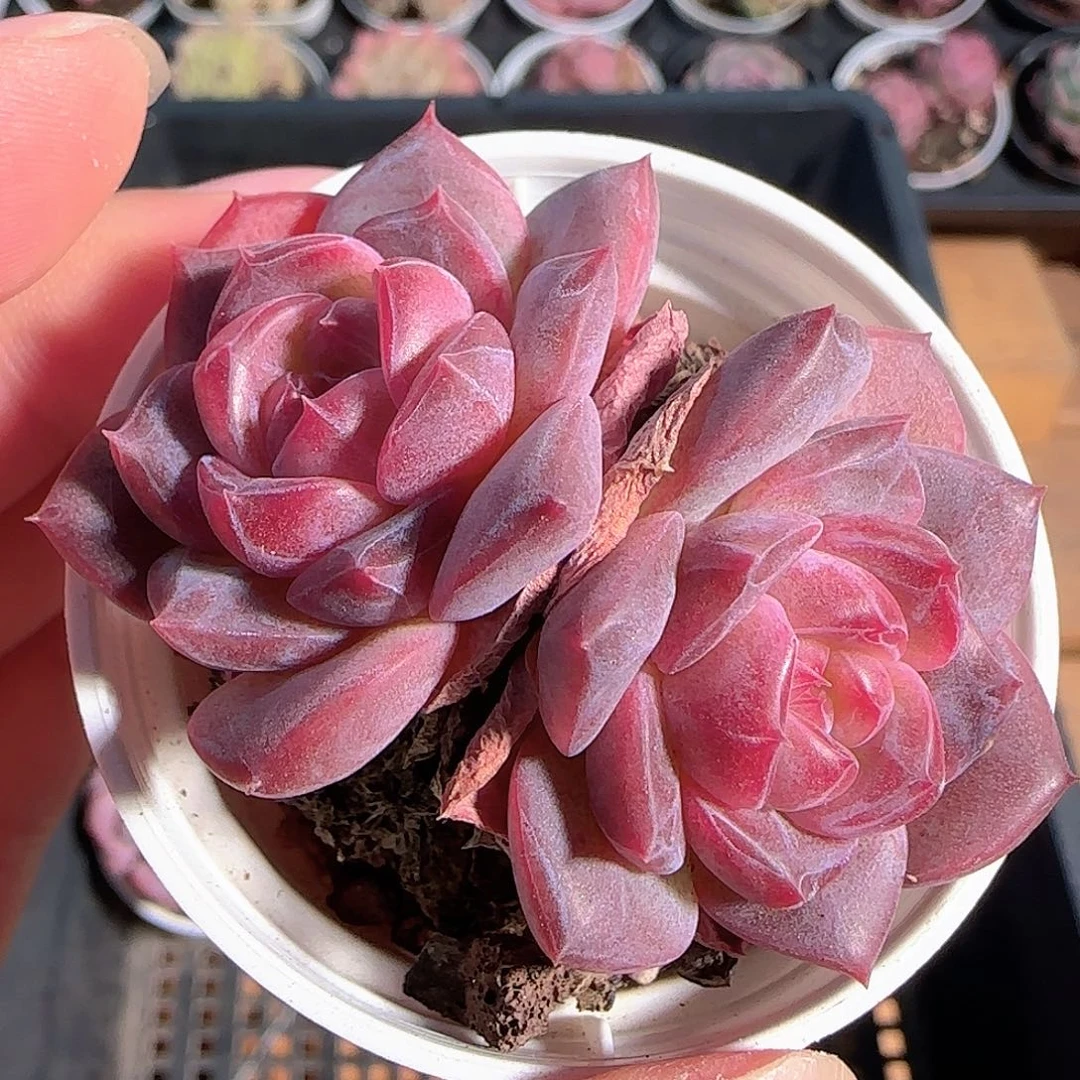 多肉1210-24琥珀天使珍妮
