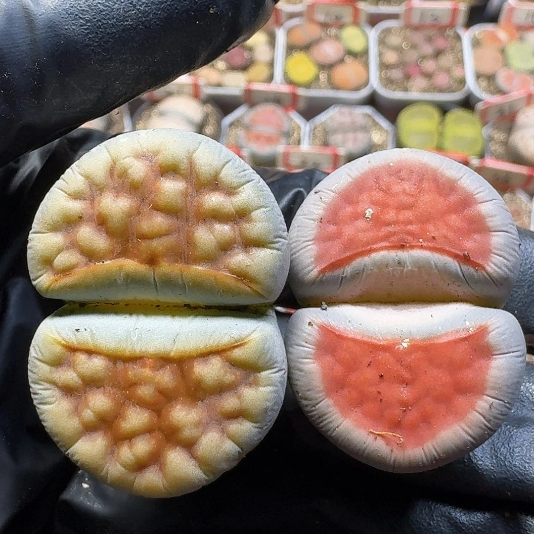 生石花11211。 157