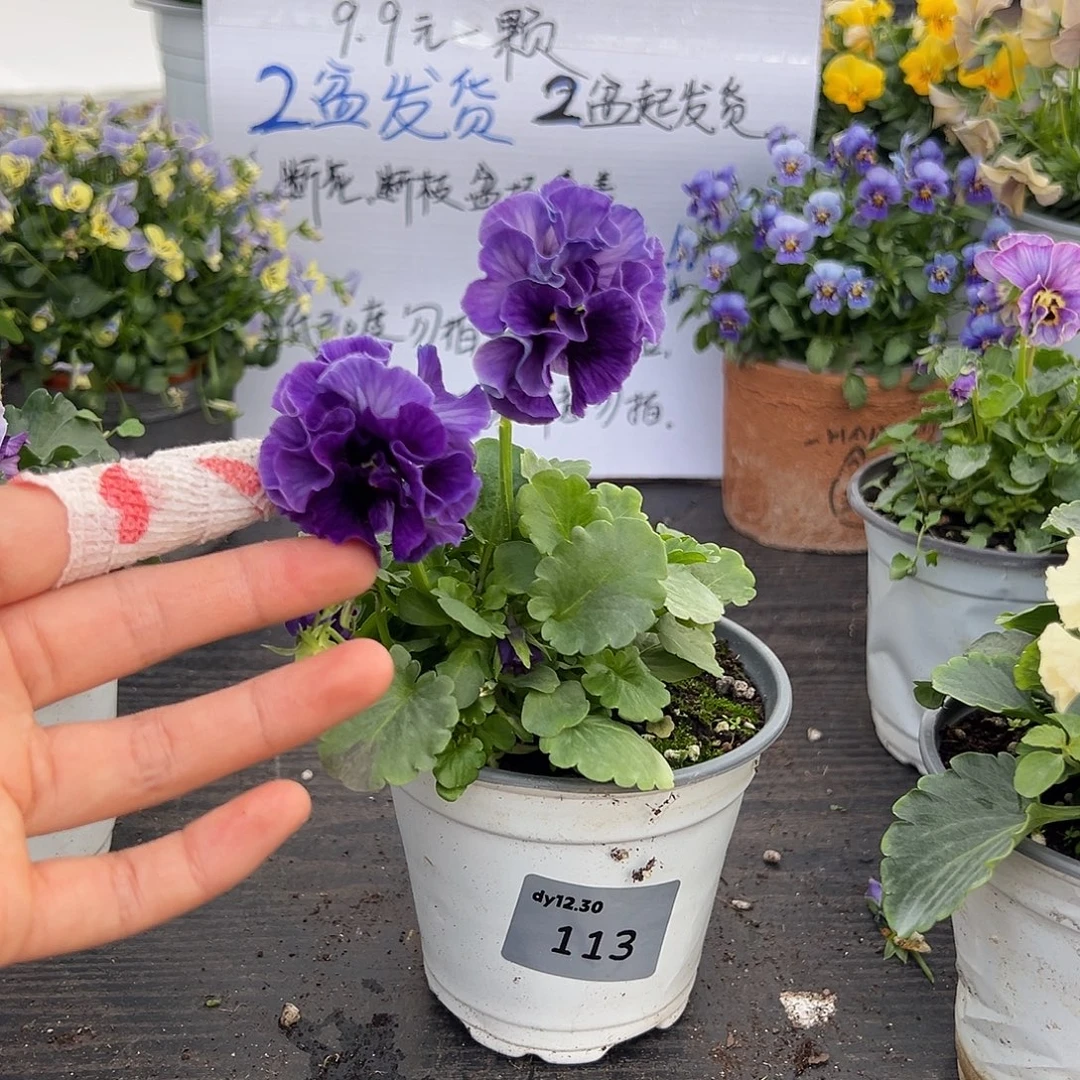 当前无花朵，栽培后可花朵113号涉茶