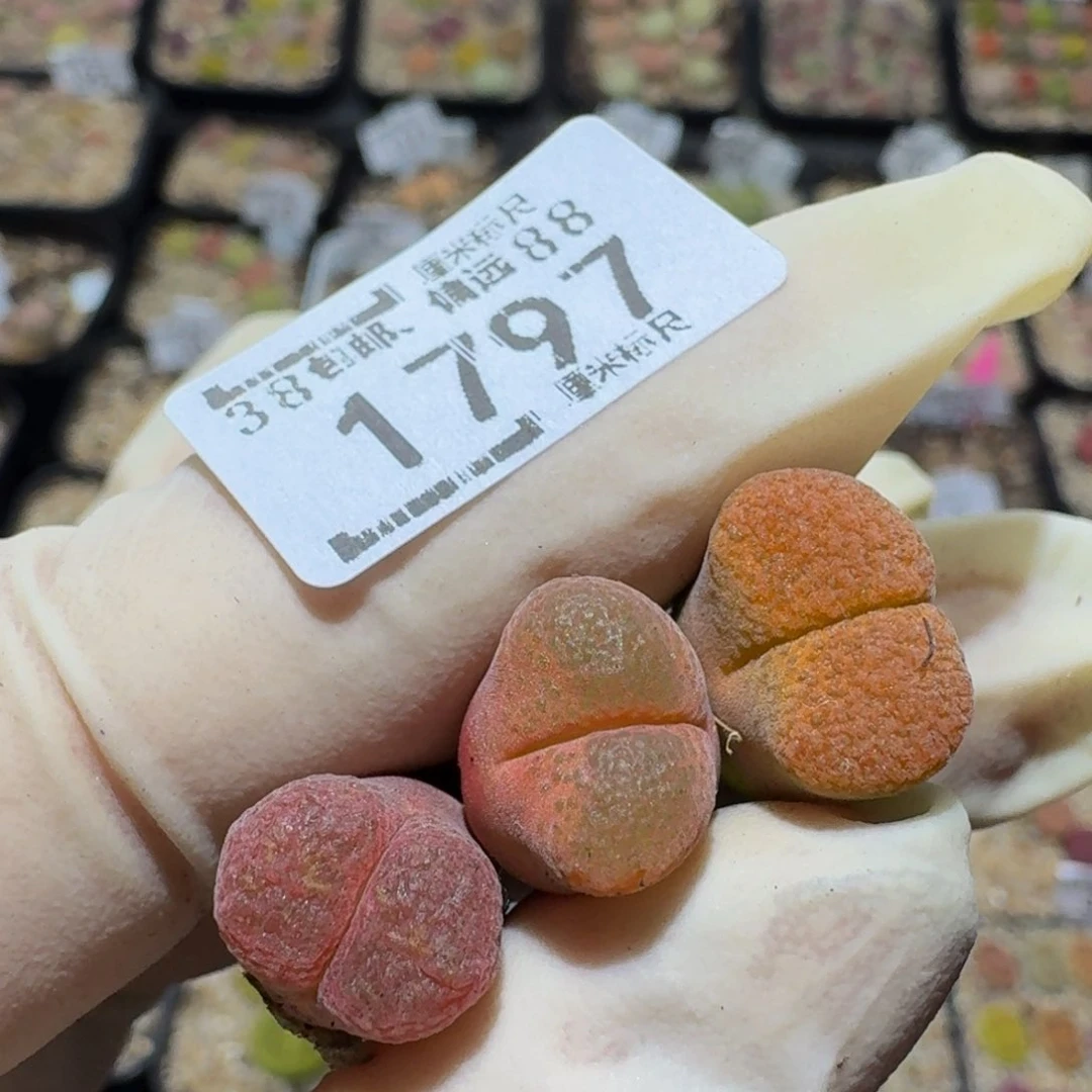 zzzz生石花肉锥1797