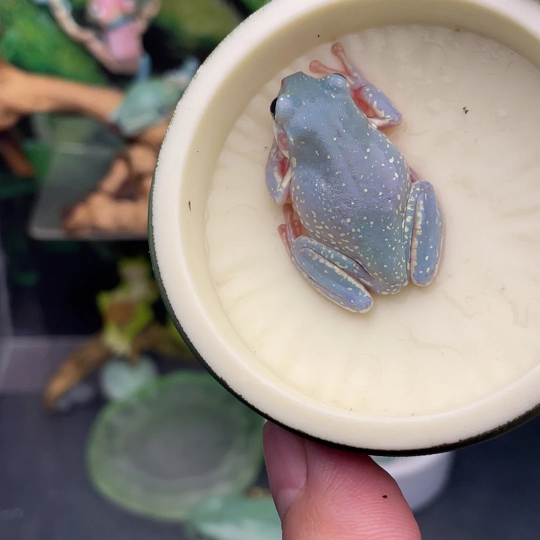老爷树蛙蓝雪花专拍