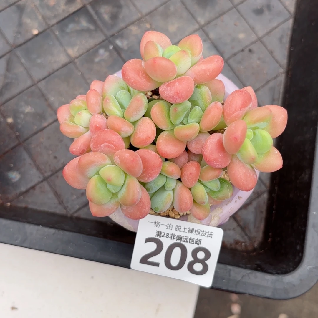 橘子洛神老桩无盆土发货