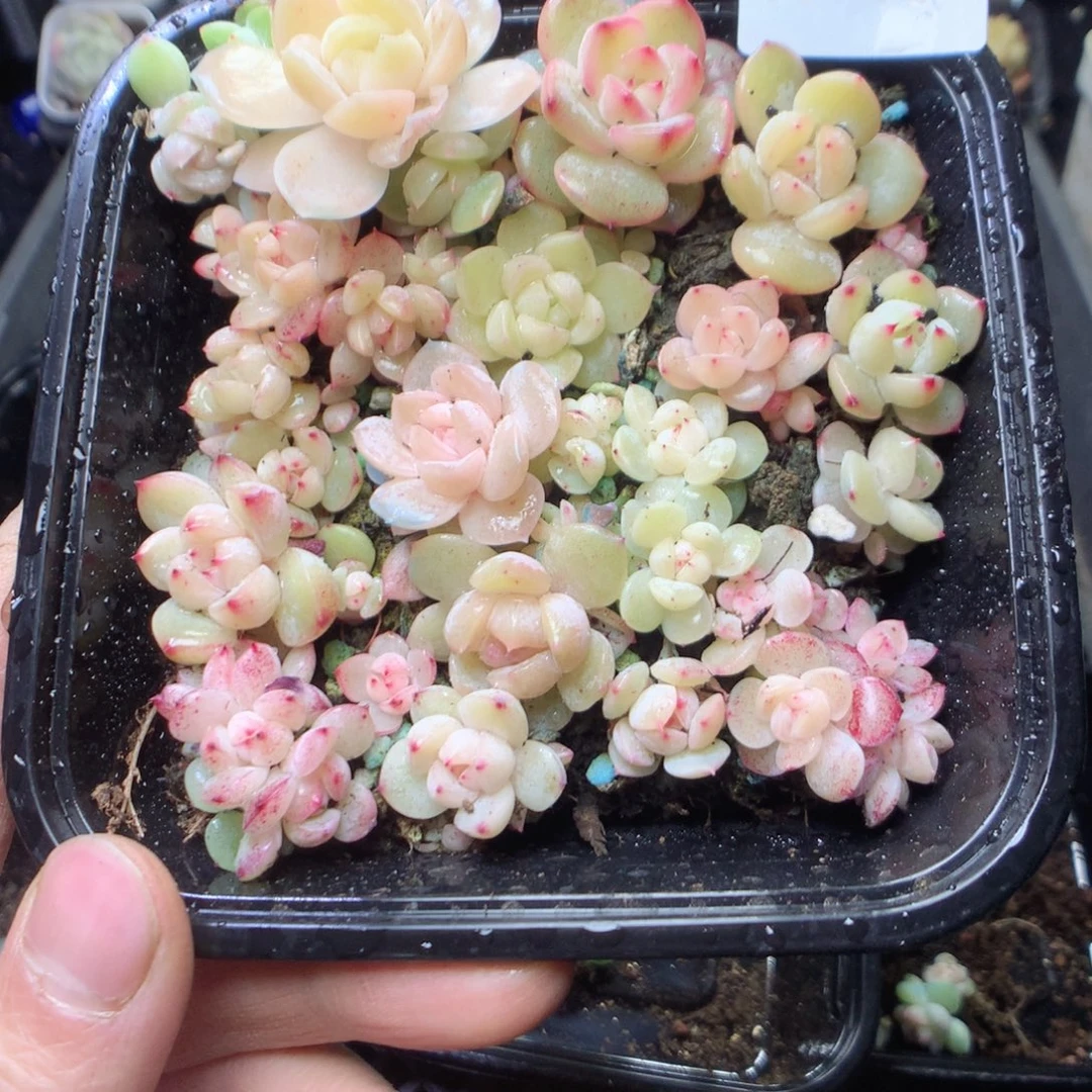 无花朵W43。  yyyyyyy