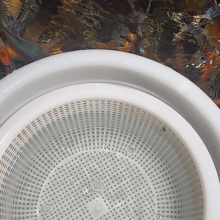 *****海水锦鲤的故事是