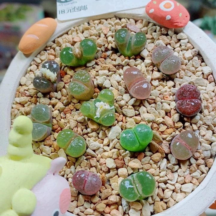 生石花花花花花花花花877