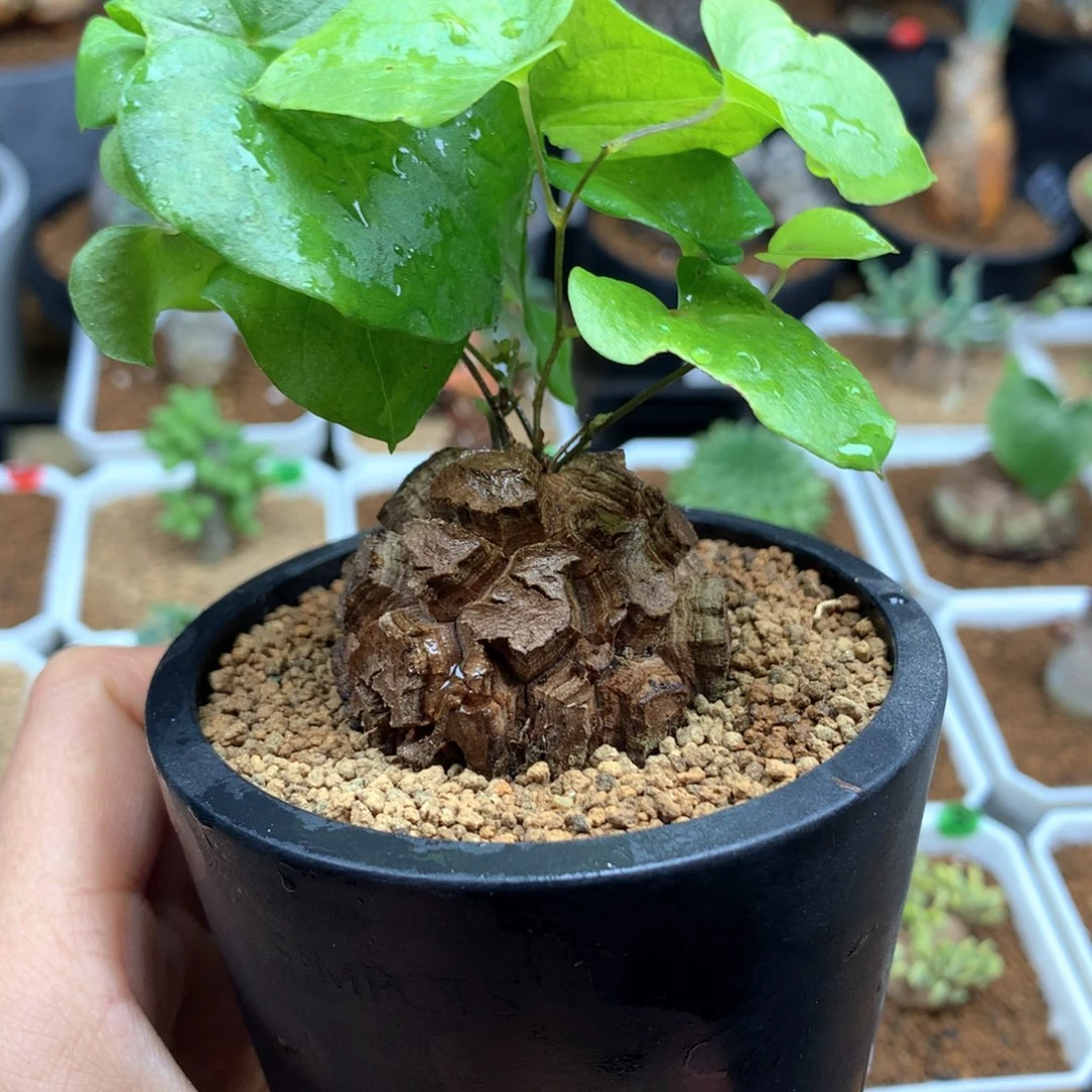 南非龟甲龙带盆4 cm