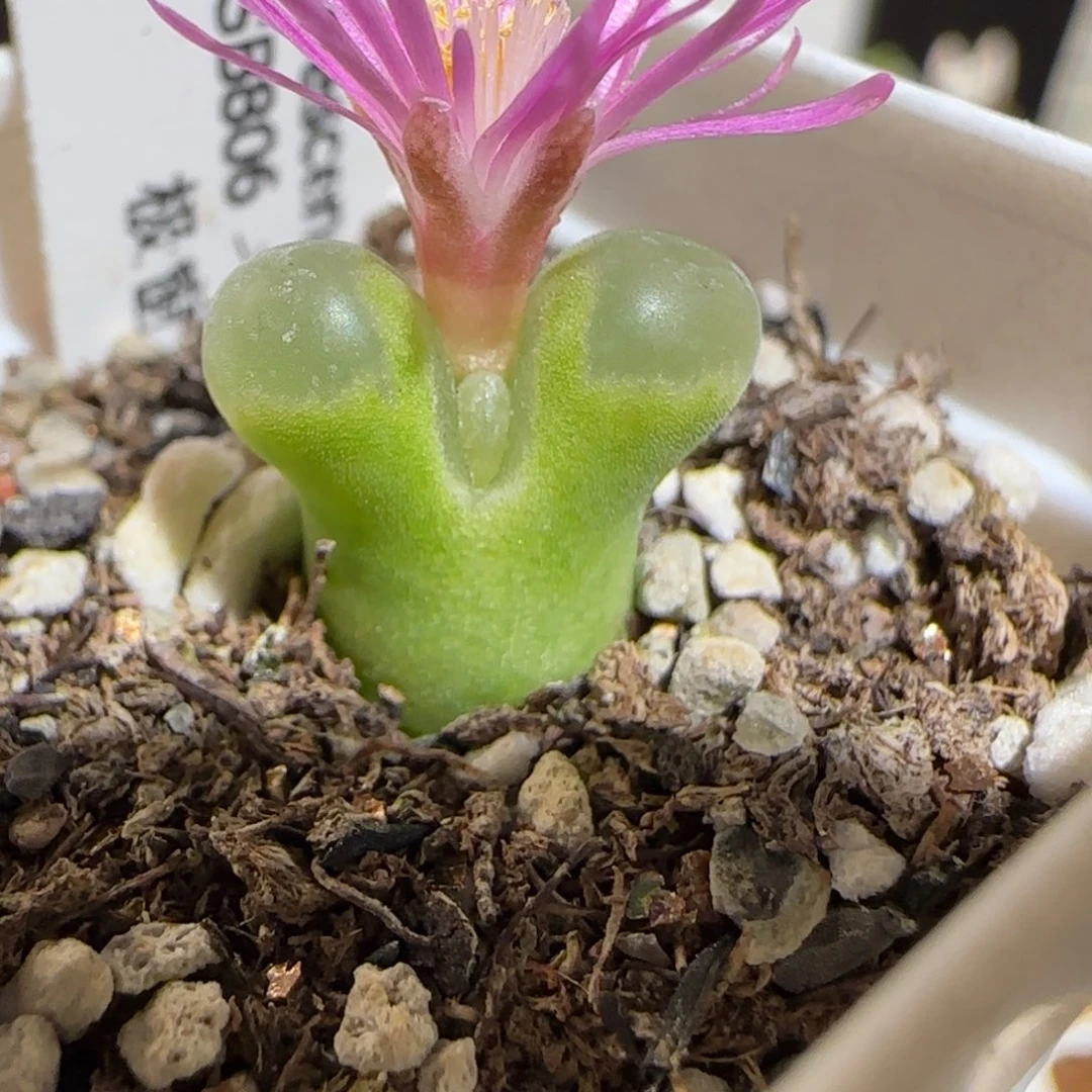 肉锥多肉植物组合-极窗50