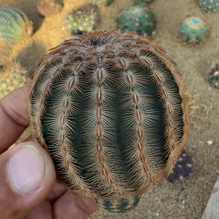 丽光虾无根55555555