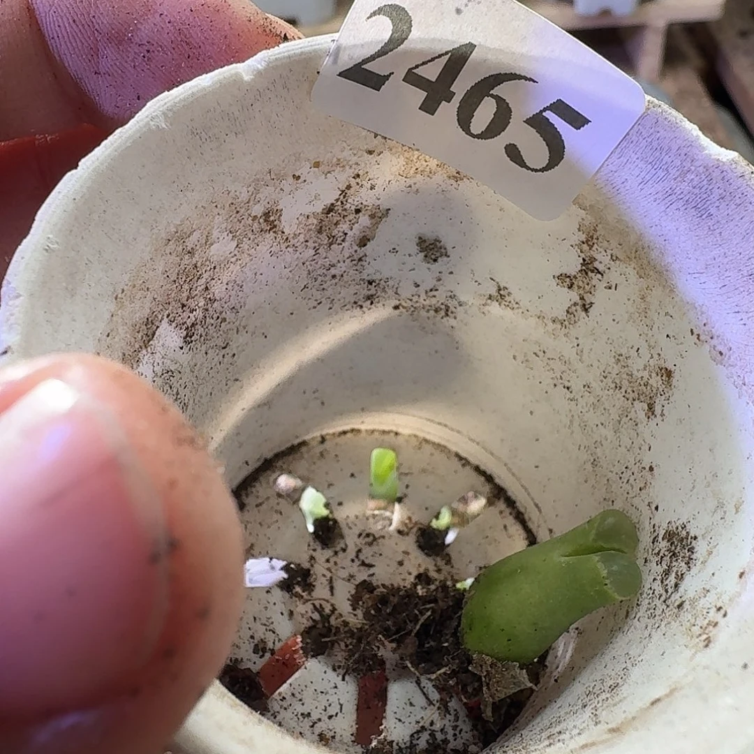 是***呀2465一颗风铃玉拉登拍