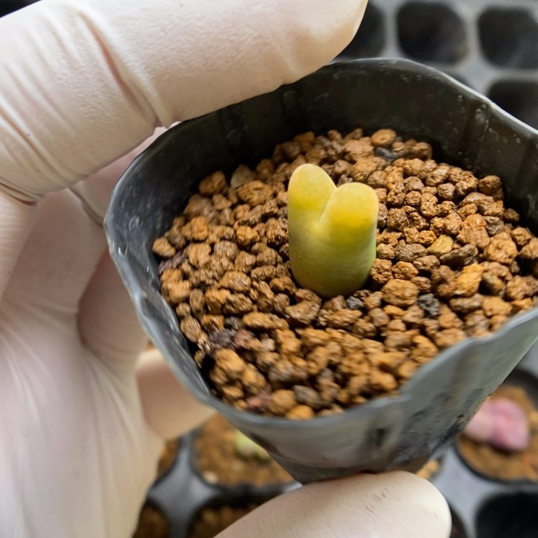 多肉植物肉锥杂交K-3775
