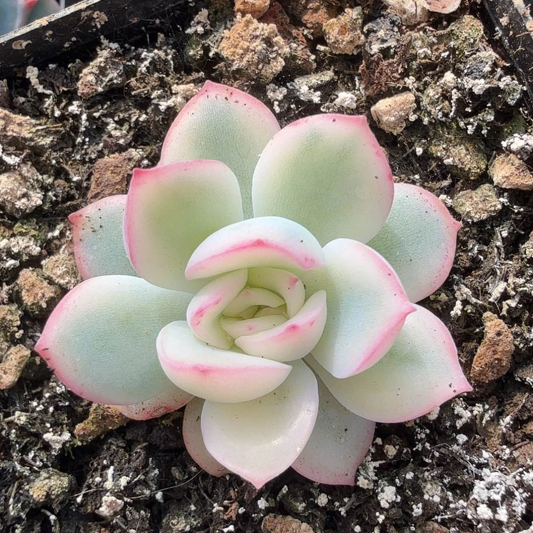 雨燕座锦，多肉植物