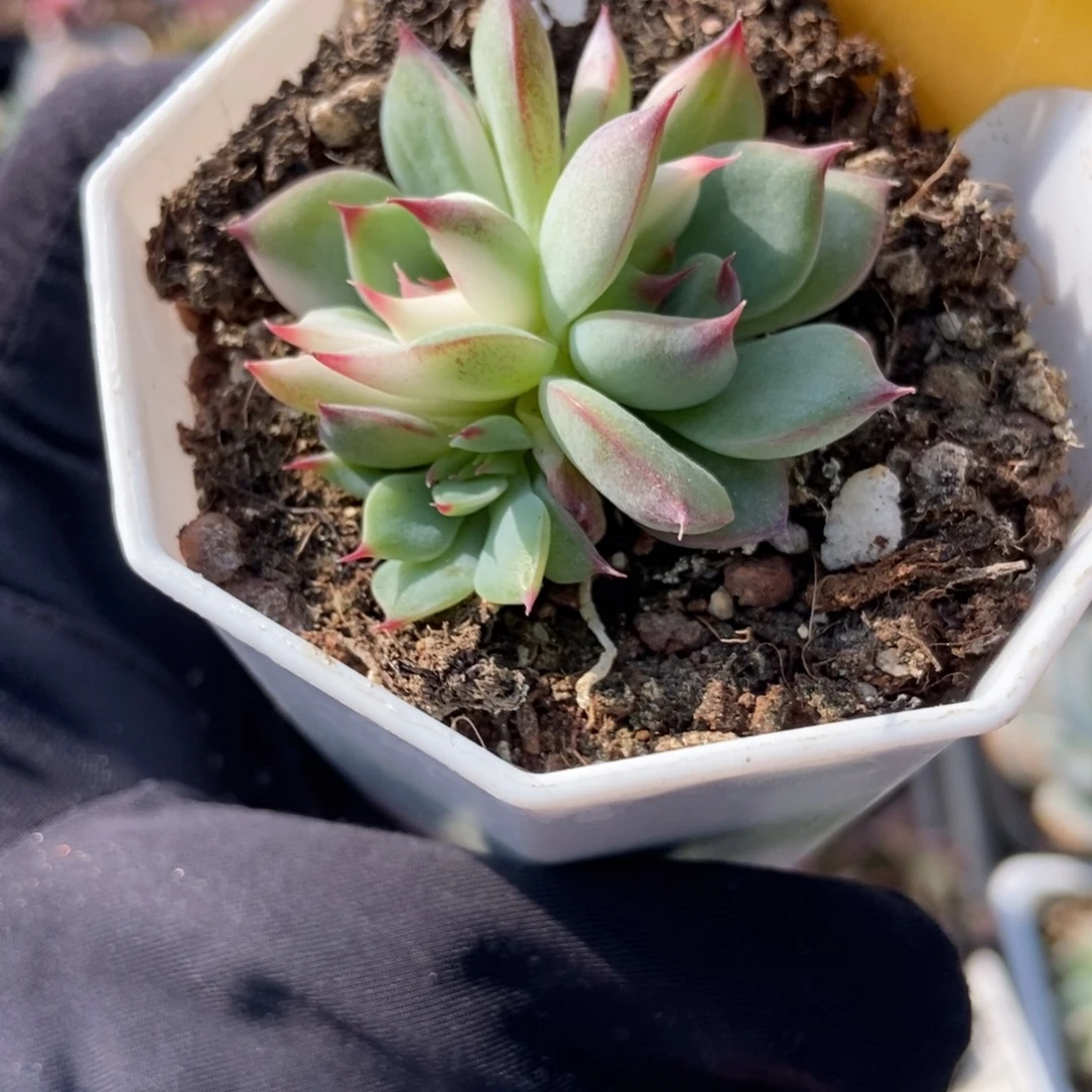 6127吉娃娃锦多肉植物