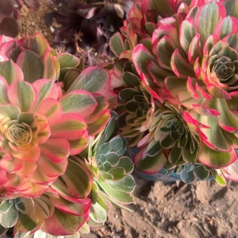 遂****哥法师丘比特2颗19-8