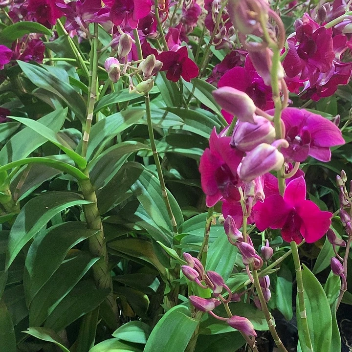 完全开放红丝绒大小2苗裸根发花叶不包损