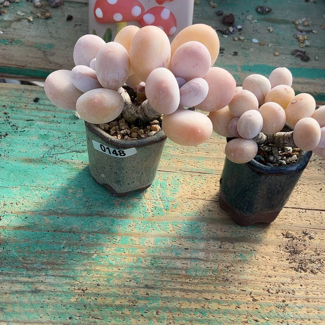 多肉植物的生长发育