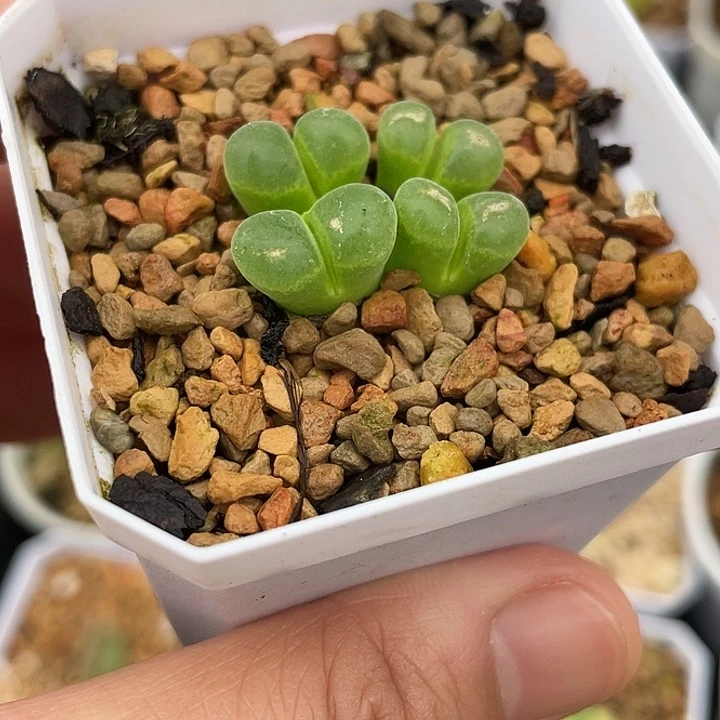 四头群生脸上有点疤999999999