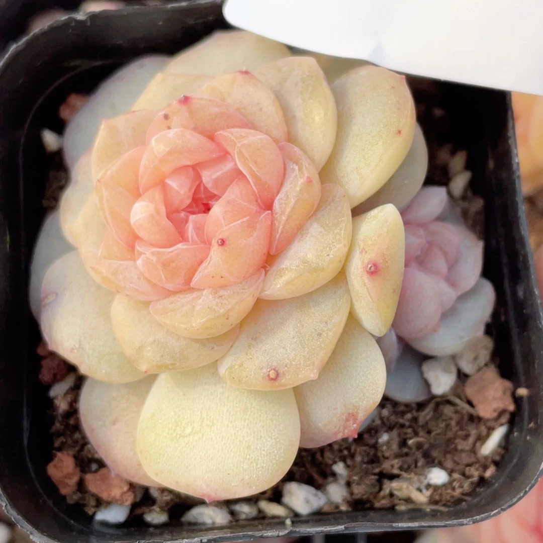 胡**ღ15号糖心冰心珍妮