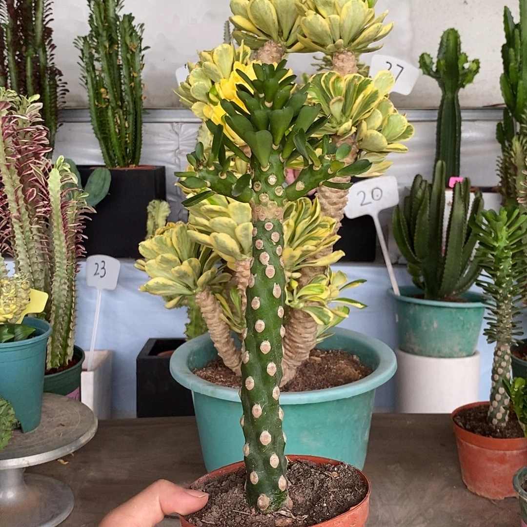 当前无花朵，栽培后可花朵无刺霸王鞭
