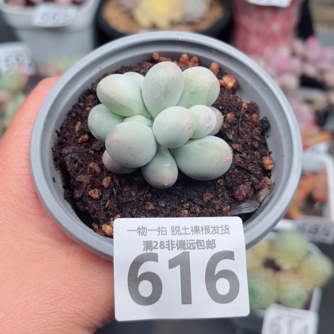 米可奶多肉多肉多