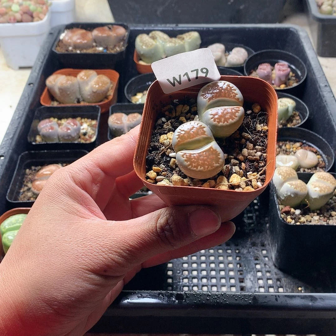 W179多肉植物保护研究所