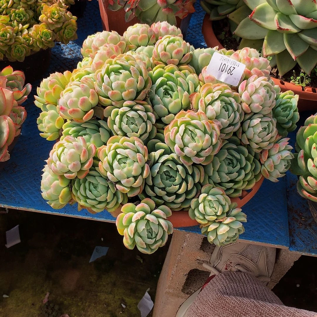 停***7    贝瑞多肉29101