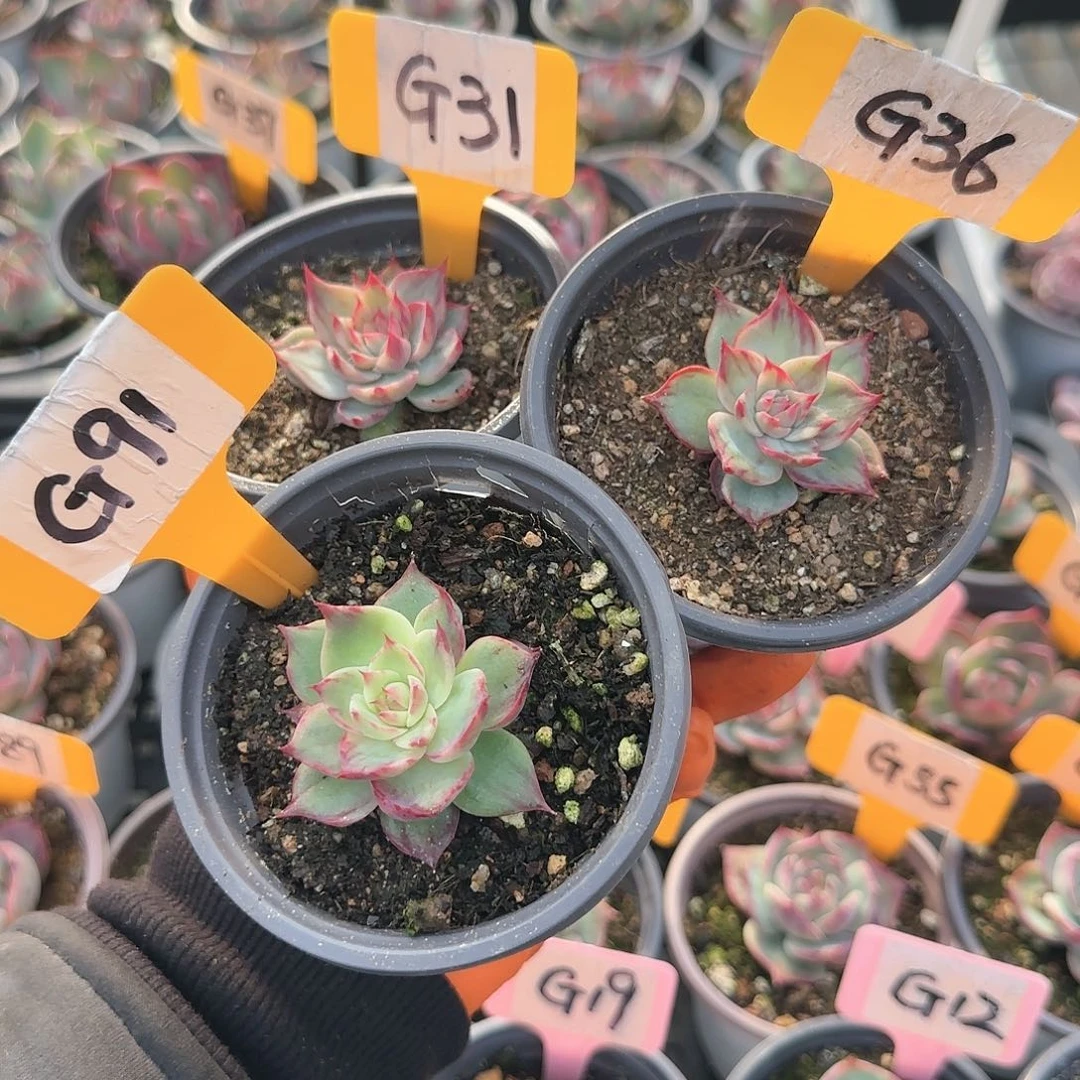 重****肉G313691惊鸿仙子多肉