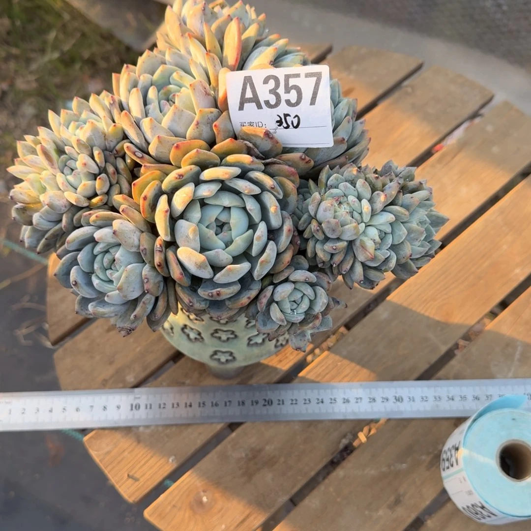 R*.星影石榴籽呀呀呀呀