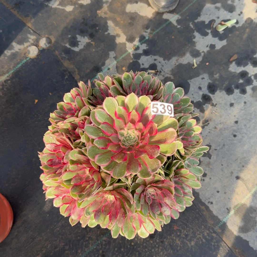 539多肉植物孔雀翎