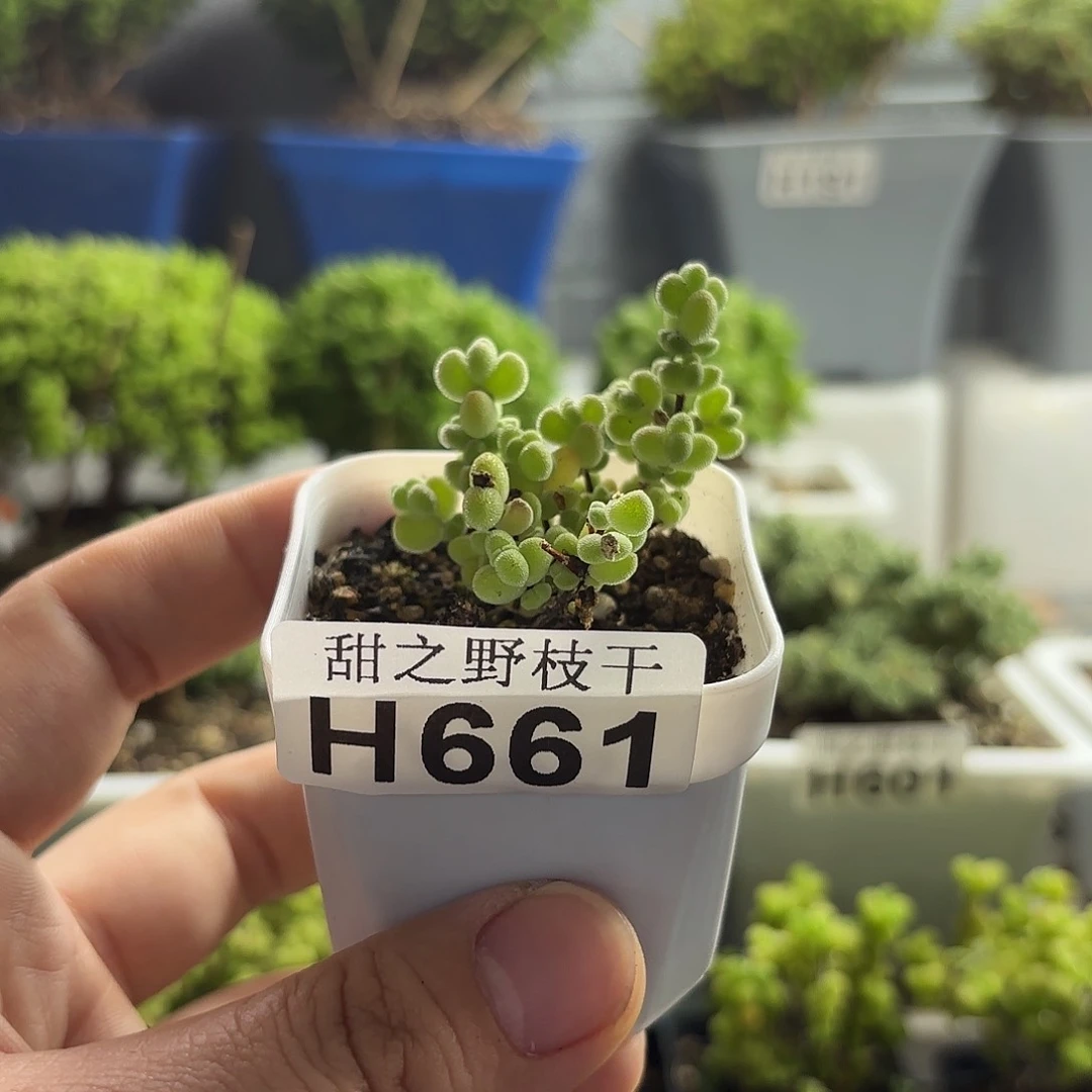 莱斯枝干番杏661。