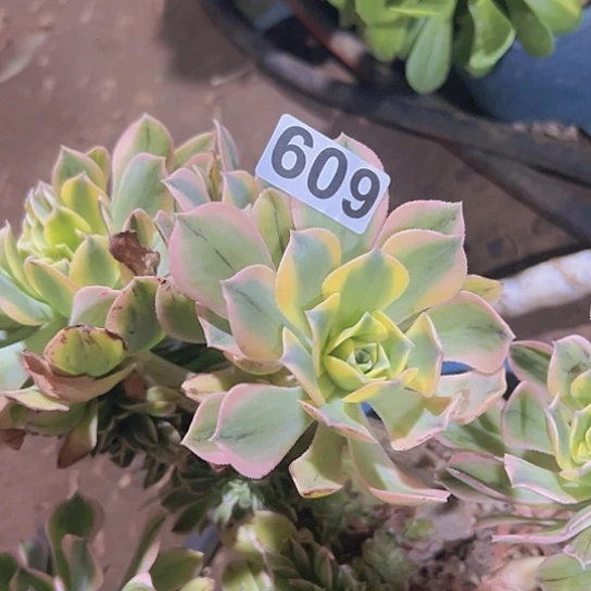 一***兔多肉植物一个发黑