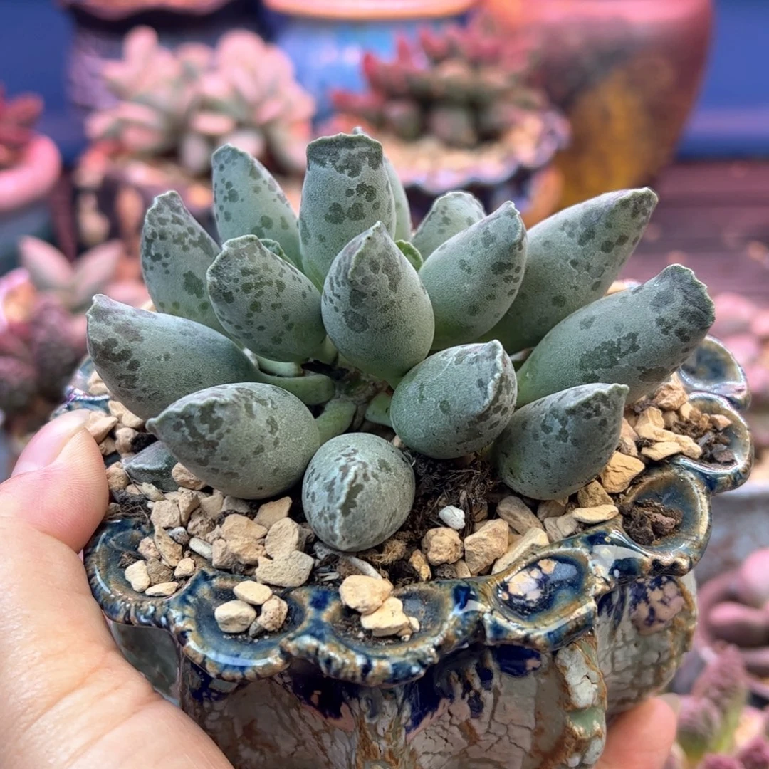 星***晶带盆。